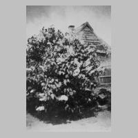059-0174 Der Fliederbusch in Neumanns Garten vor dem Haus Engels 1940.JPG